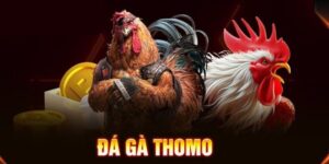 Đá gà Thomo V9Bet: Tỷ lệ thưởng cao, LIVE full HD từ Campuchia 4 Đá gà Thomo V9Bet